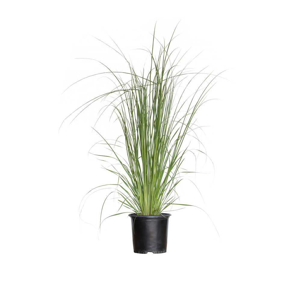 Plants by Mail 2.5 Quart Pampas Grass Live Plant Wayfair