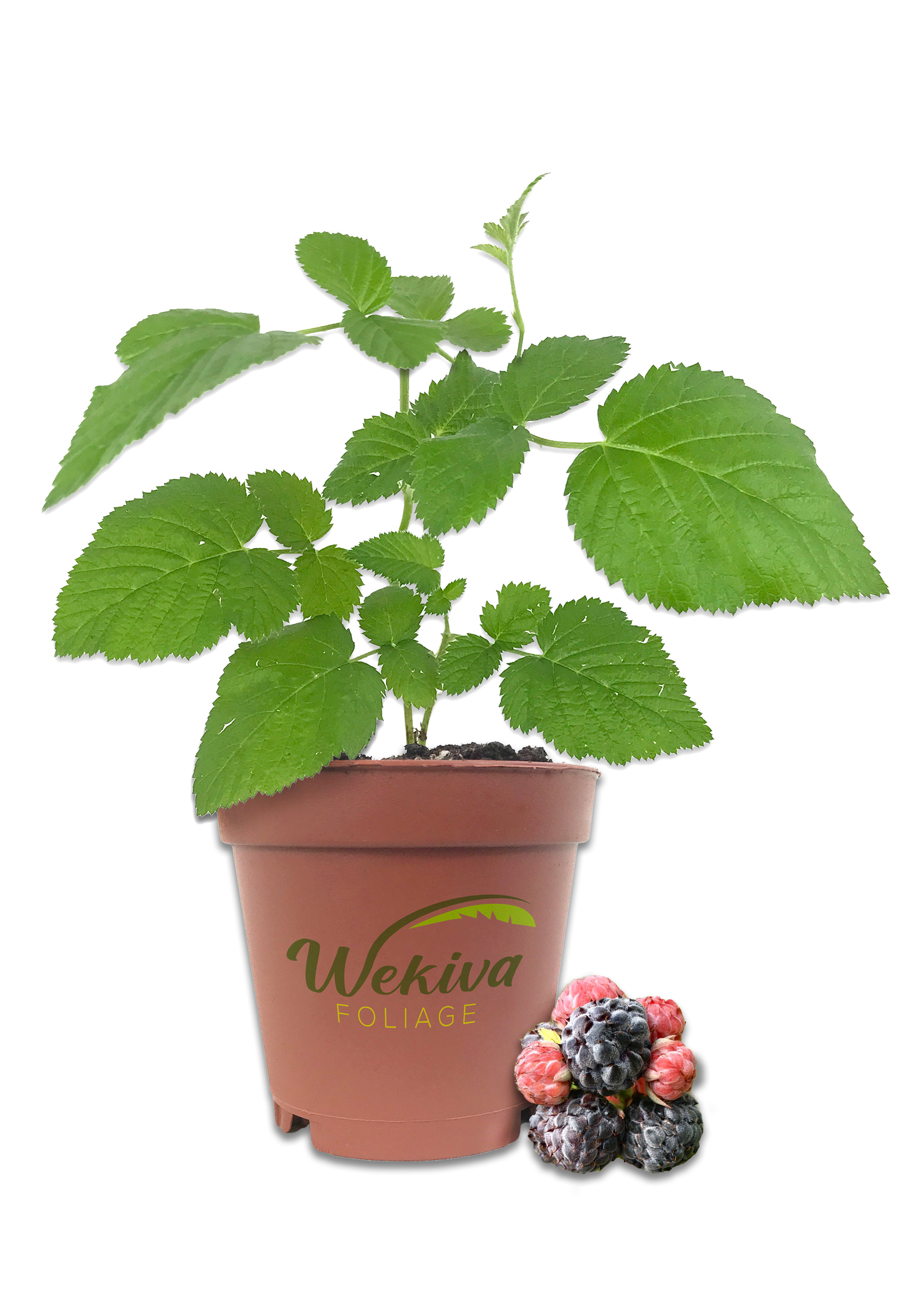 Wekiva Foliage LLC Mysore Raspberry Bush - 3 Live Starter Plants ...