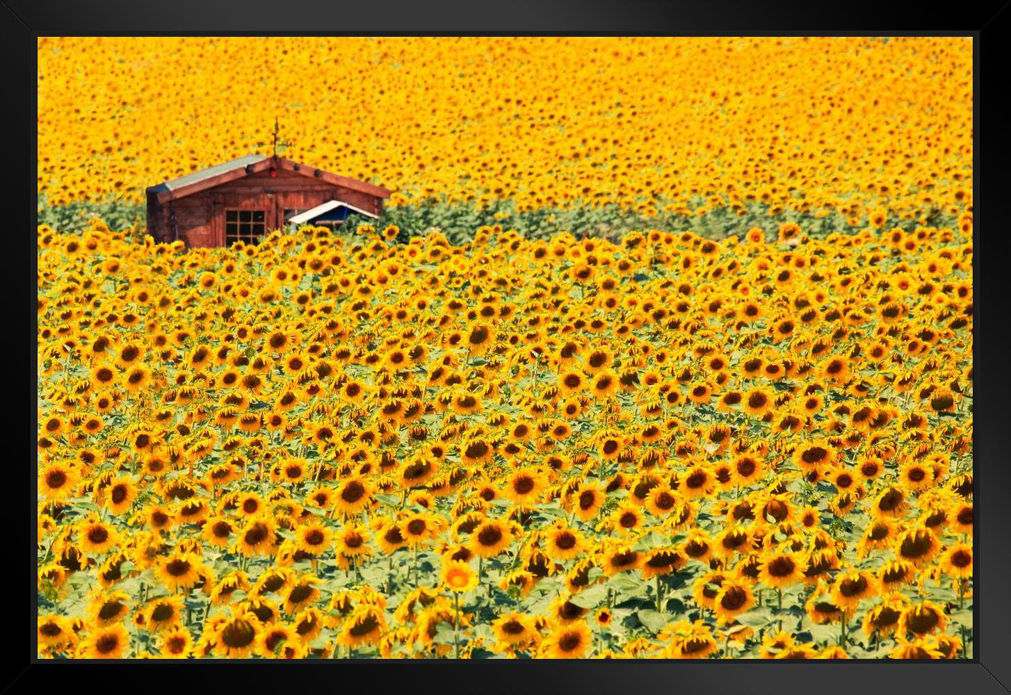 Gracie Oaks Sunflowers Photo Photograph Plant Room Decor Aesthetic Plant  Art Prints Large Botanical Poster Nature Wall Art Decor Boho Pictures Wall  Decor Flower Field Prints Black Wood Framed Art Poster 20X14 -