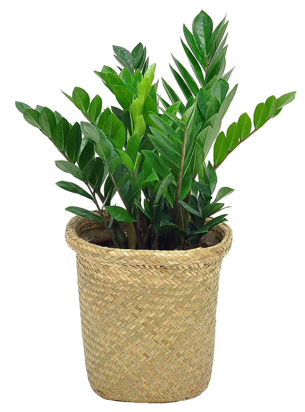 Costa Farms Live ZZ Low Maintenance Plant in Weave Basket & Reviews