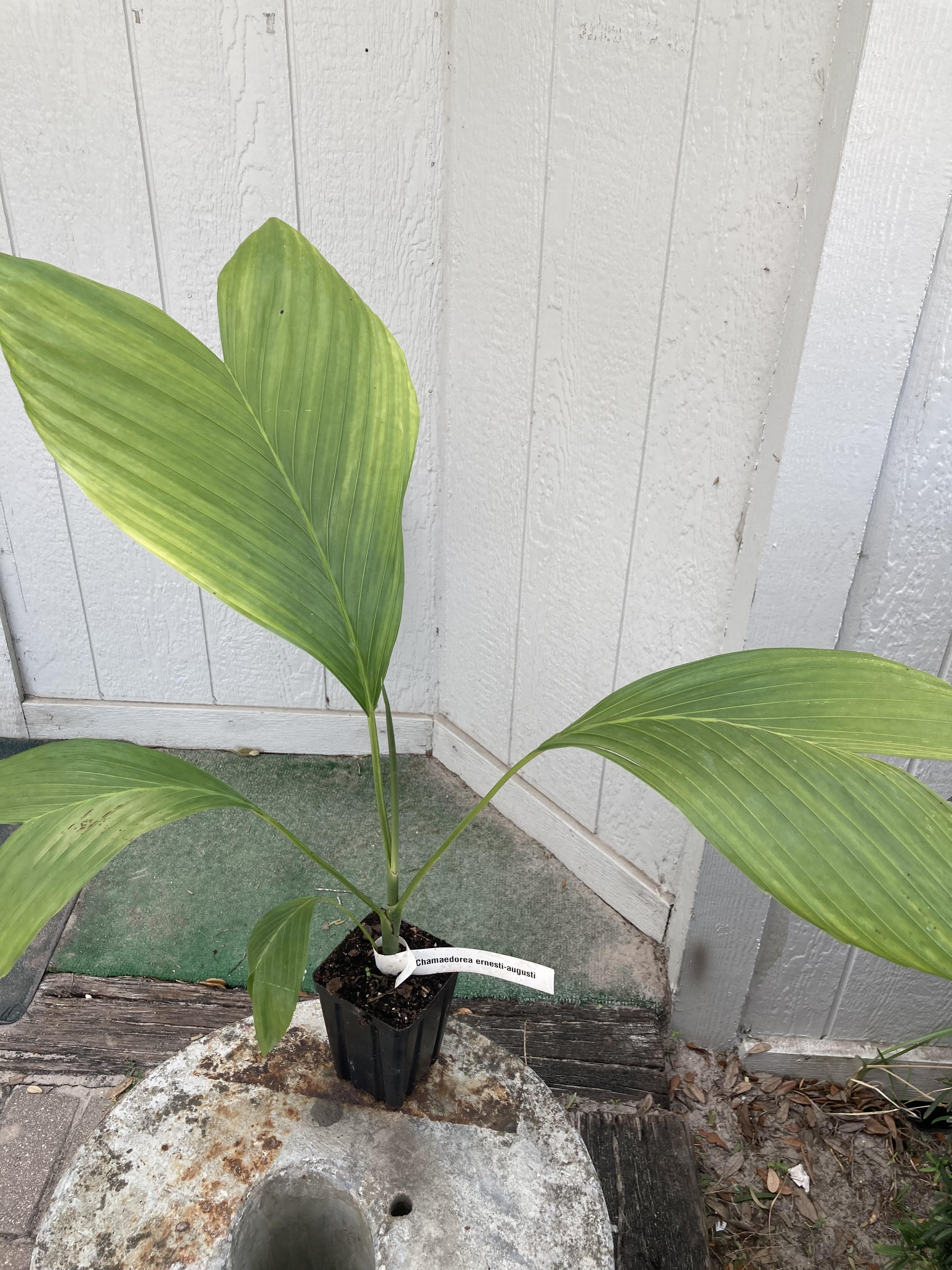 Wekiva Foliage LLC Ernest August’s Palm - Understory Fishtail - 4 Inch