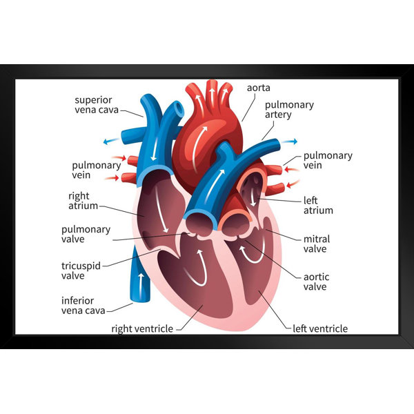 Human Heart Circulatory System Diagram Chart Medical Educational Science Class Anatomy Corazon Veins Arteries Labels White Wood Framed Art Poster ...