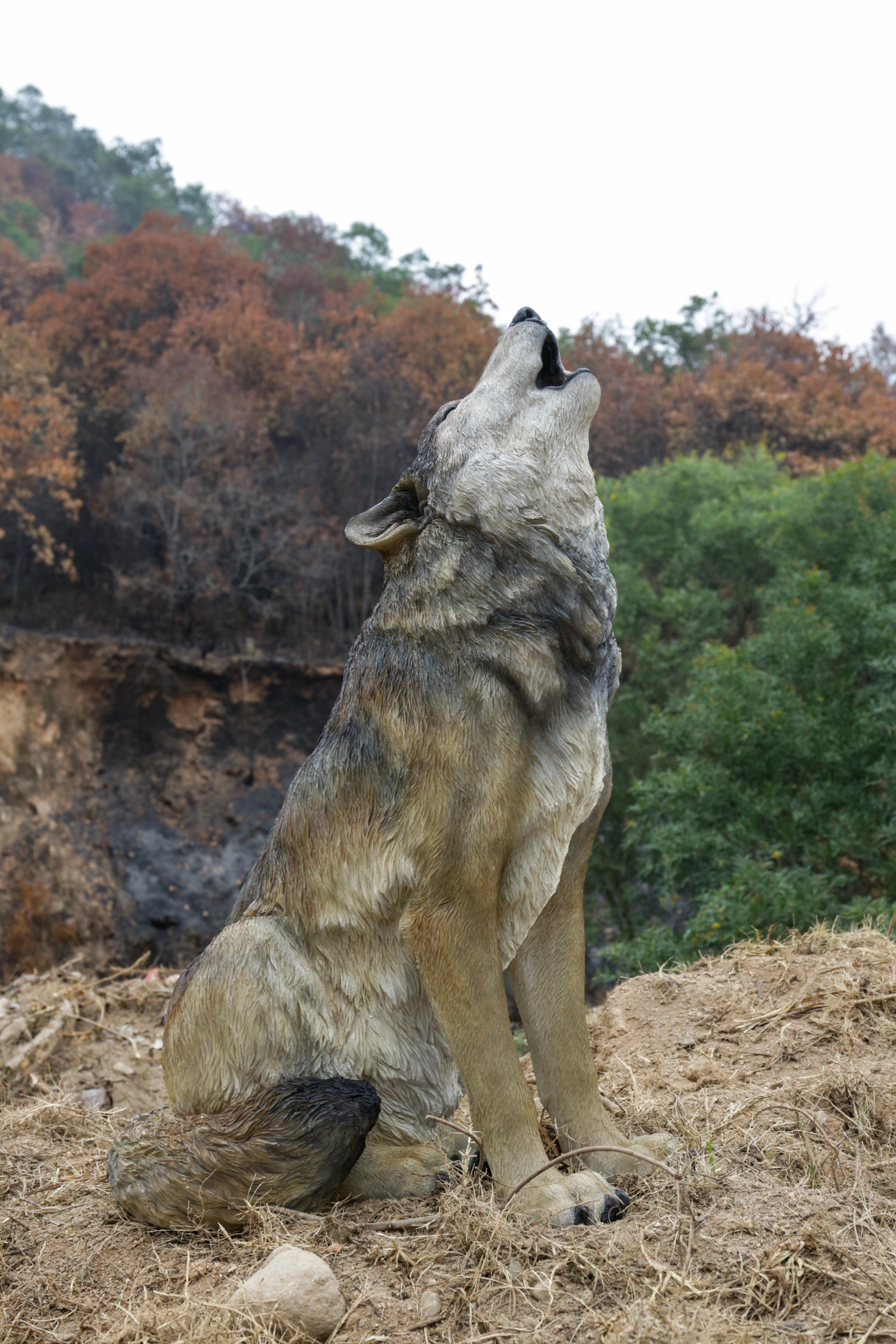 HiLine Gift Ltd. LARGE WOLF STATUE Wayfair