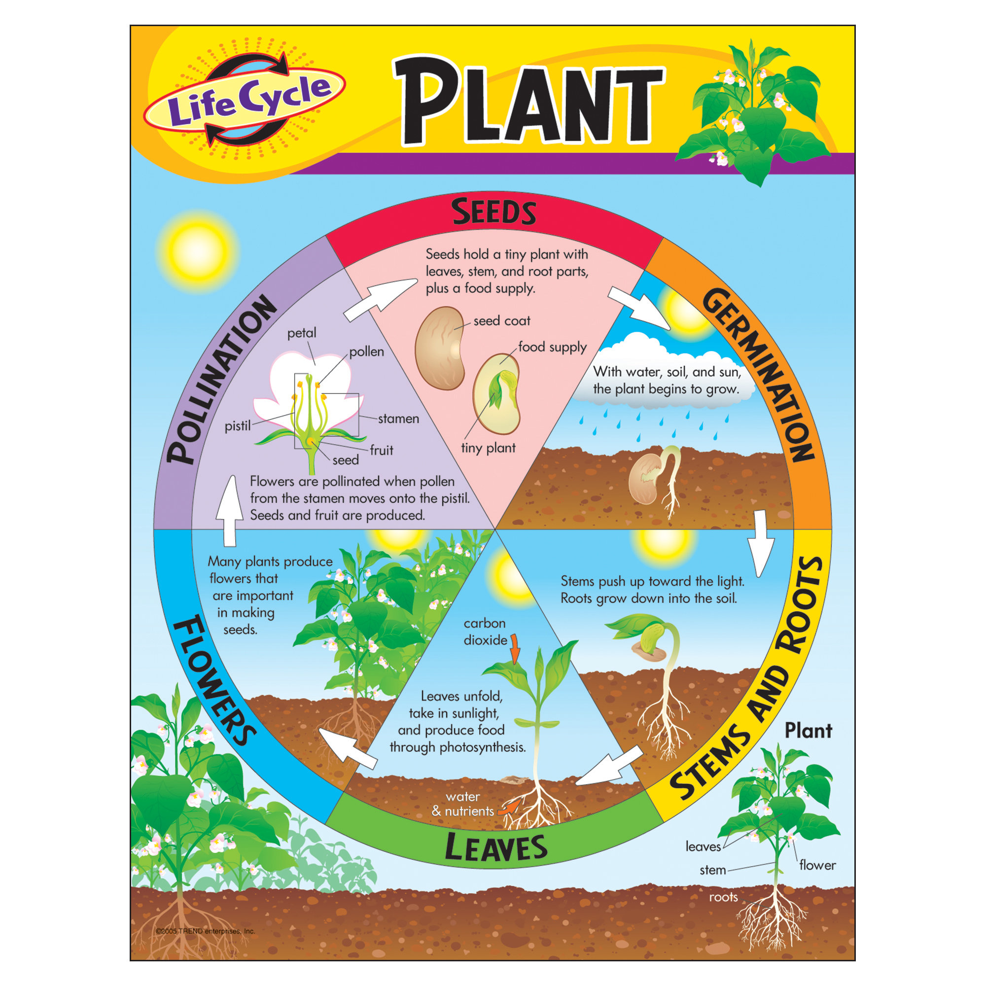 Life cycle of a plant for kids with stages