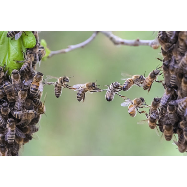 Brisbee | Wayfair