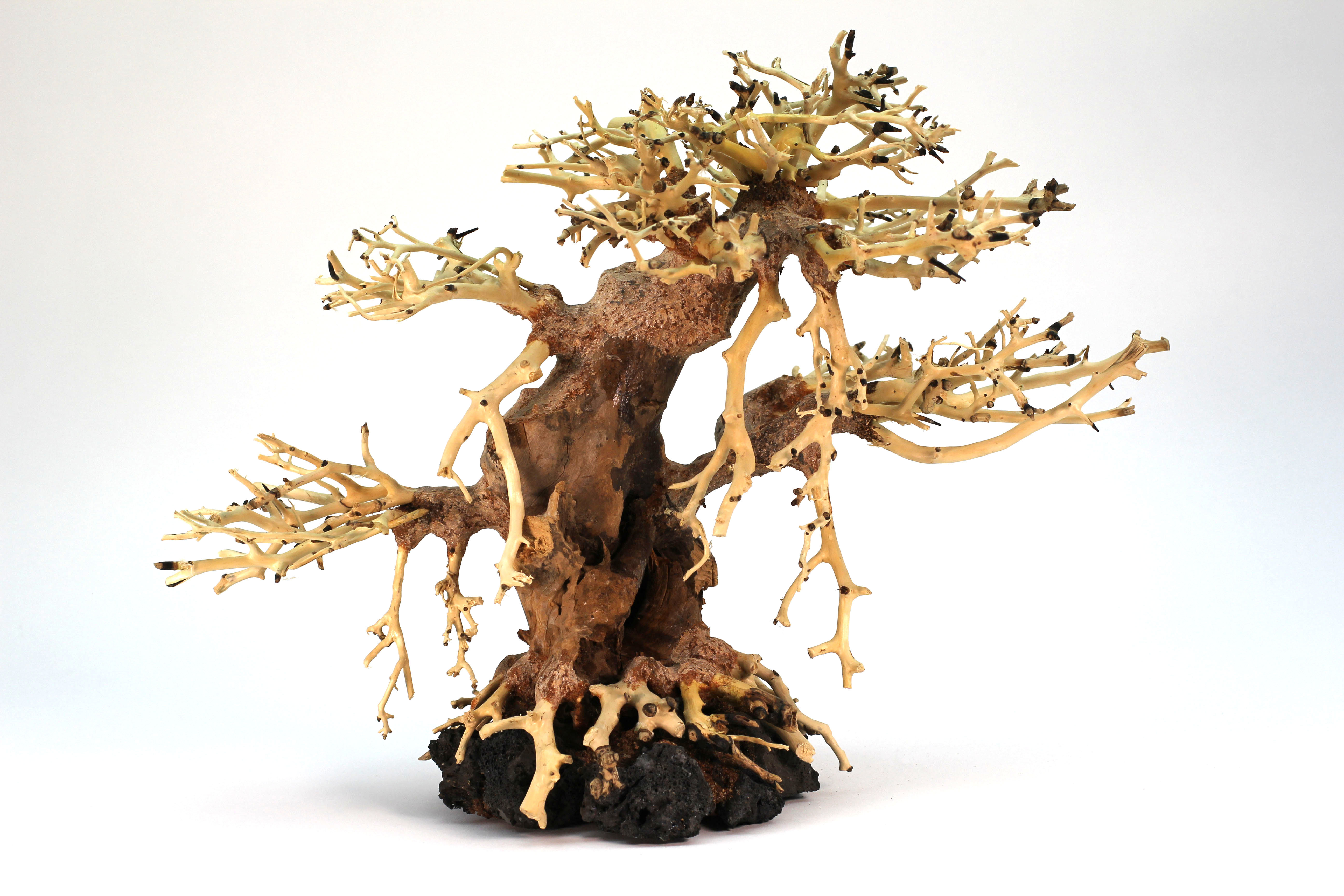 Millwood Pines Decorative Table Centerpiece Real Bonsai Tree For