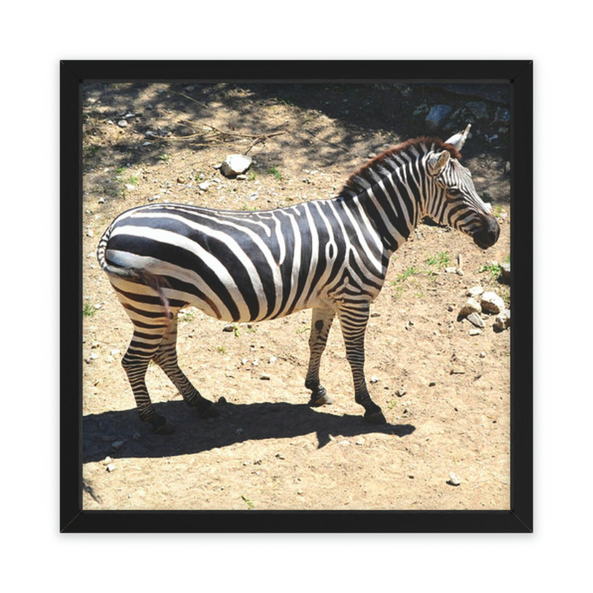 Latitude Run® Zebra Picture Frame Illustration Wayfair