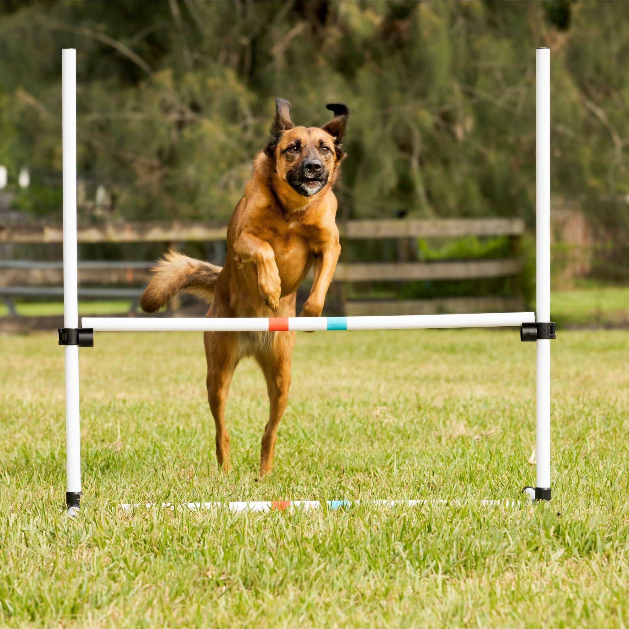 Midlee Dog Agility Bar Jumps Wayfair