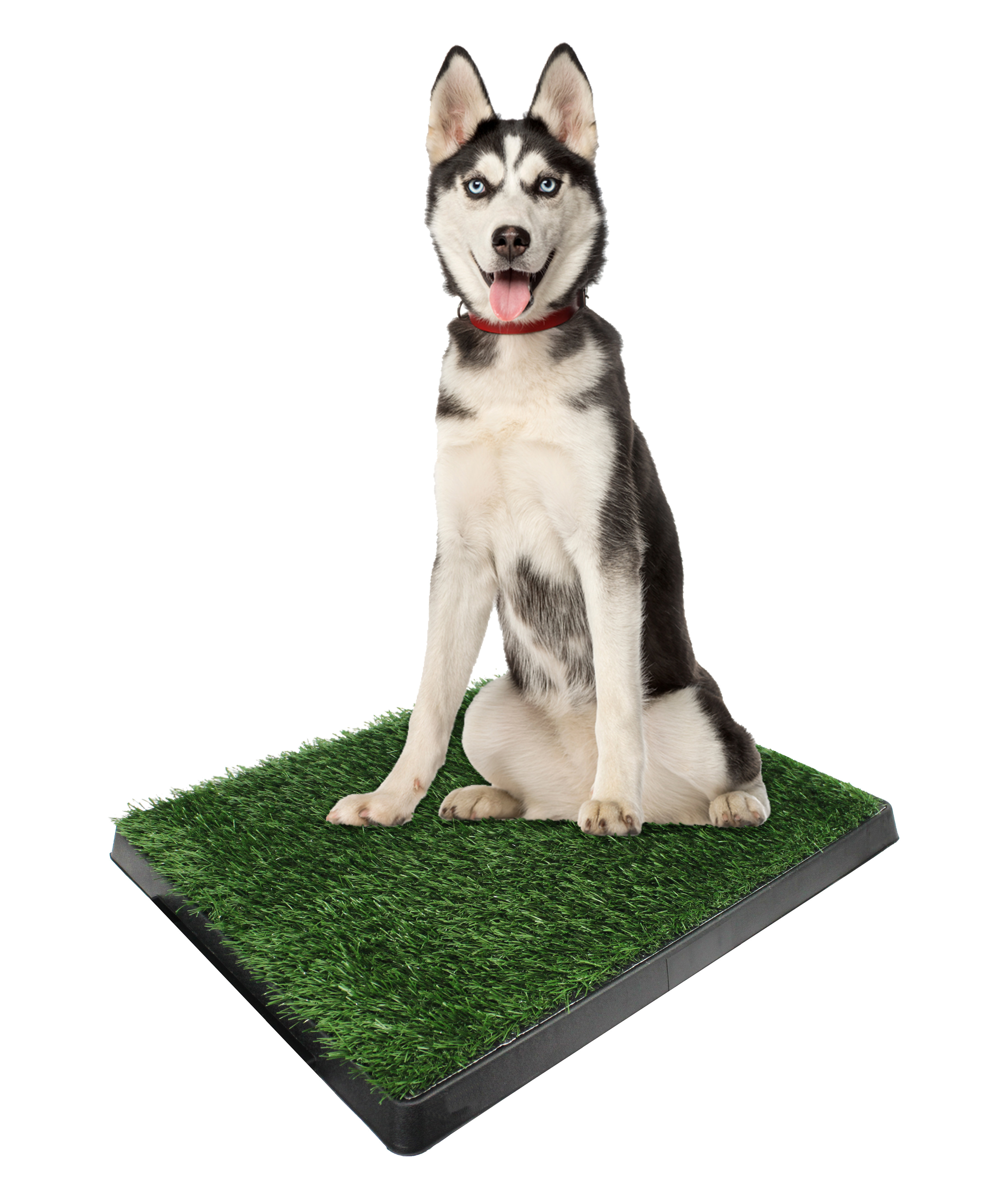 dog bathroom turf