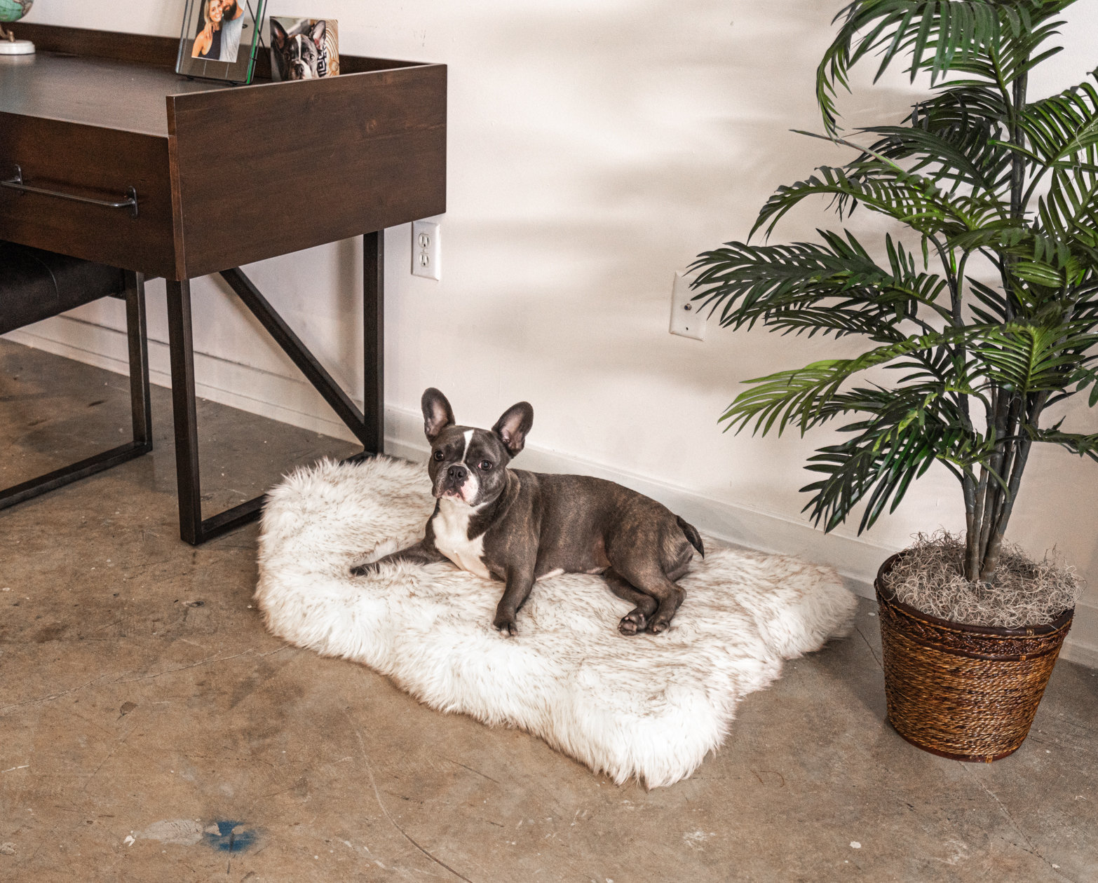 pup protector rug