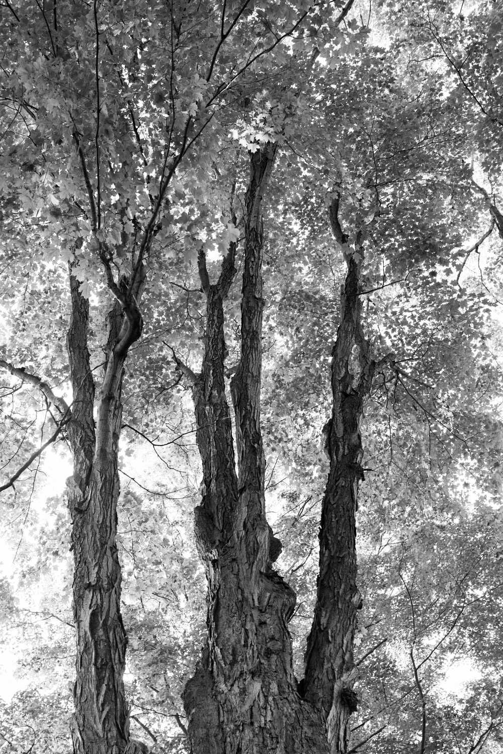 Loon Peak® Stand Tall I On Canvas by Elizabeth Urquhart Print Wayfair