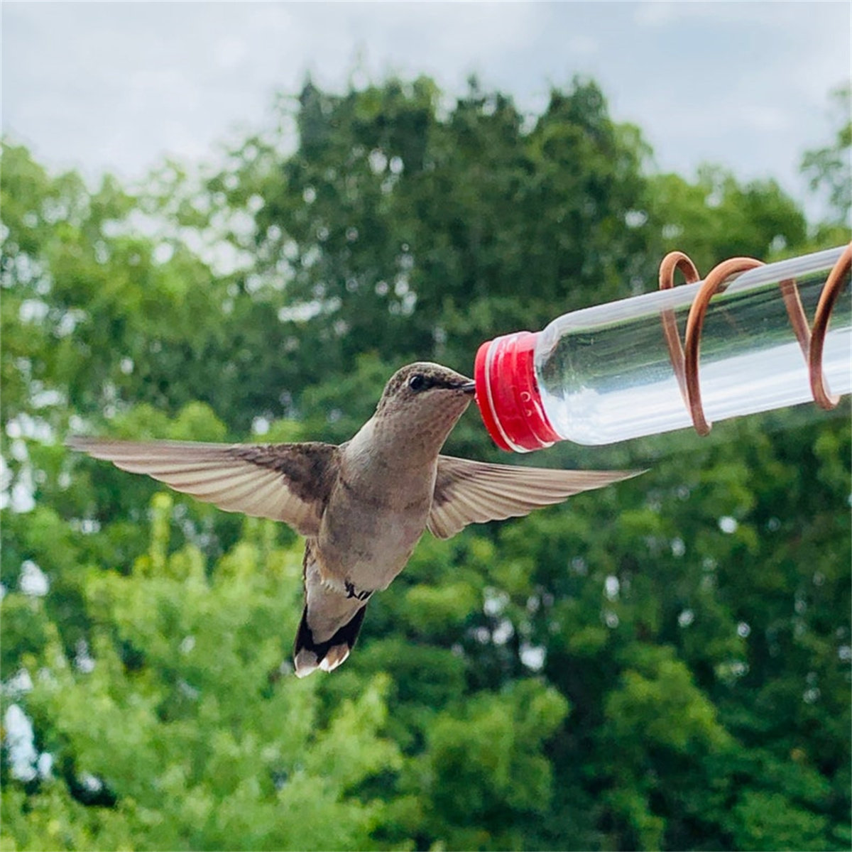 humming bird stuff