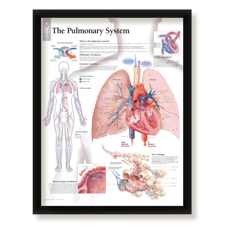 The Human Body Poster Black Framed Ready To Hang Frame Free P&P 