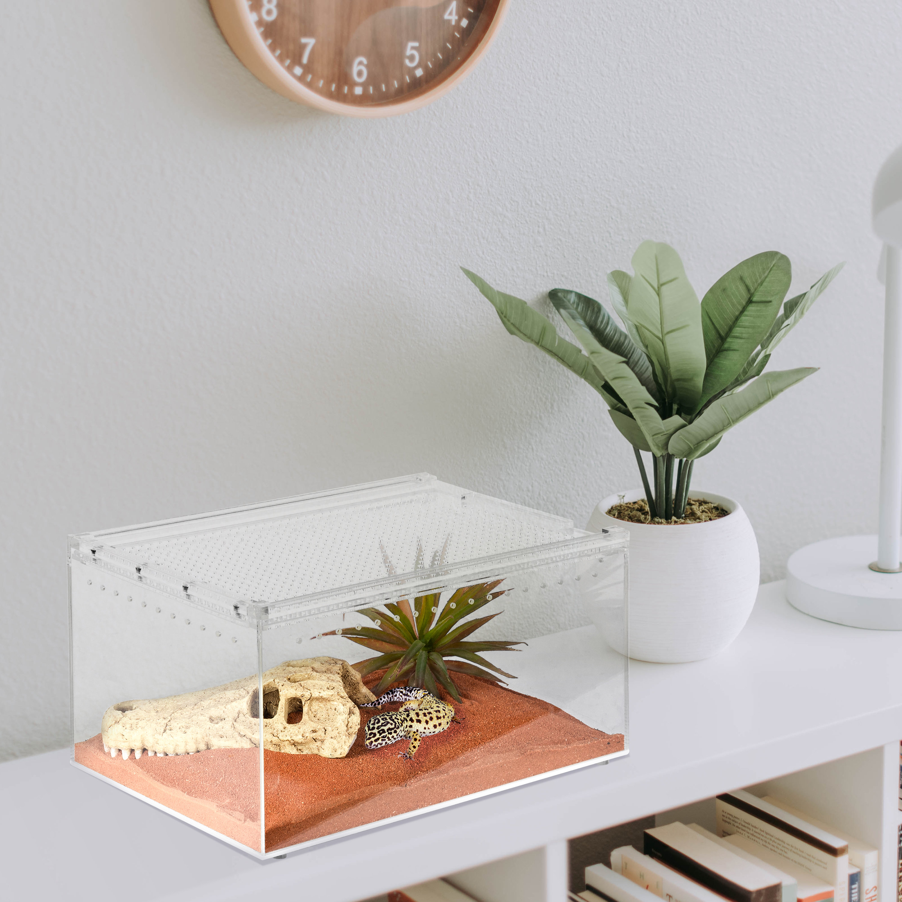 8 x 8 x 12 terrarium