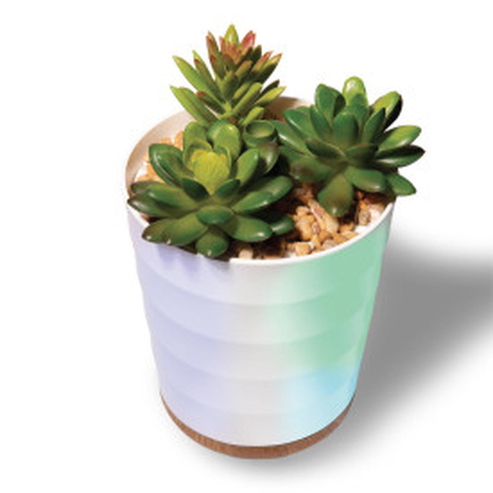 Lomi Succulent Aroma Diffuser Wayfair