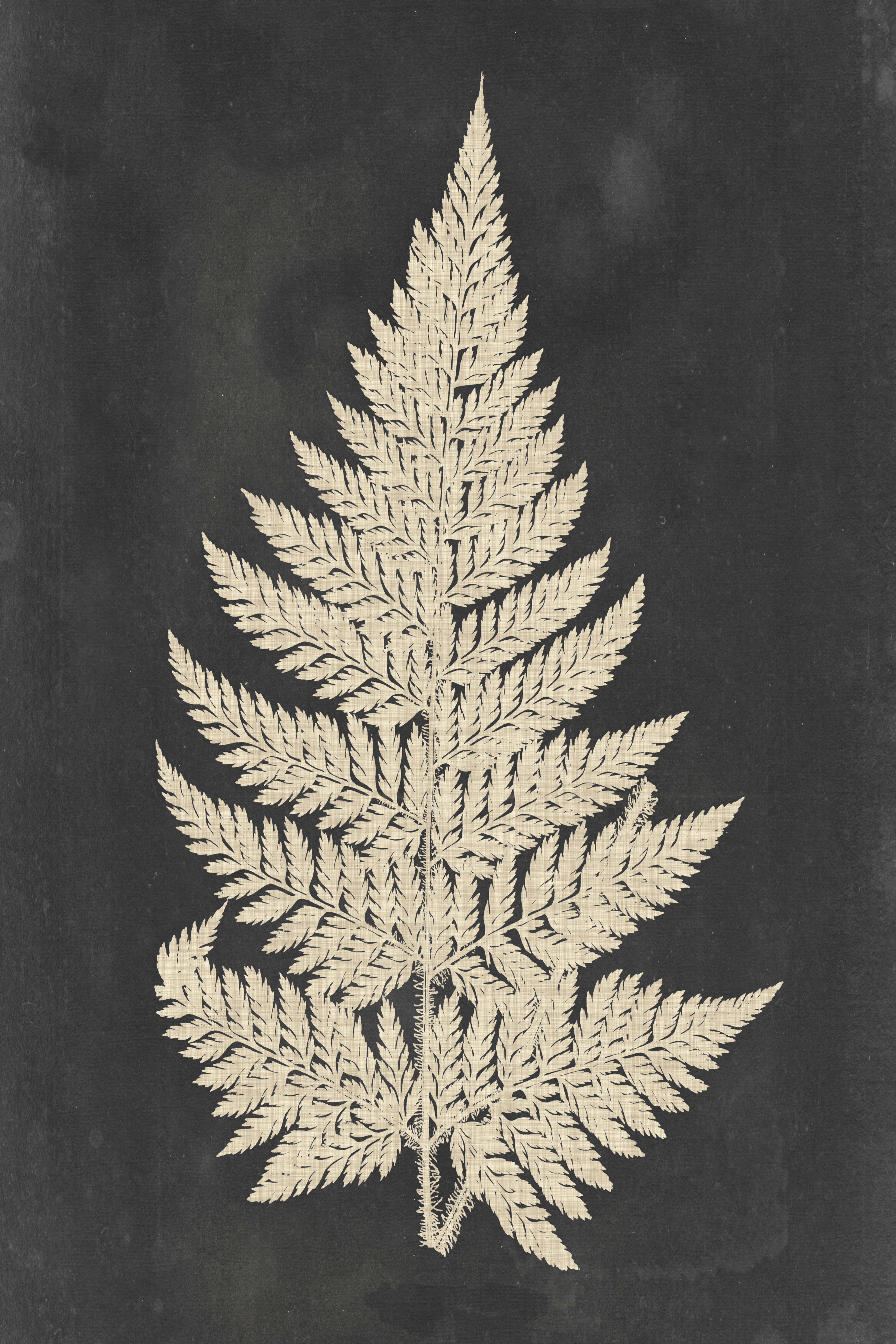 Linen Fern I by Vision Studio - Picture Frame Graphic Art on Canvas