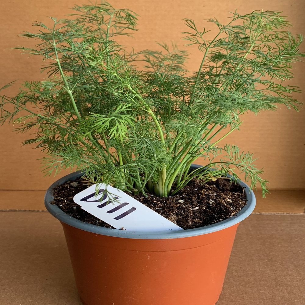 Primrue 8" Live Herbs Plant in Pot Wayfair