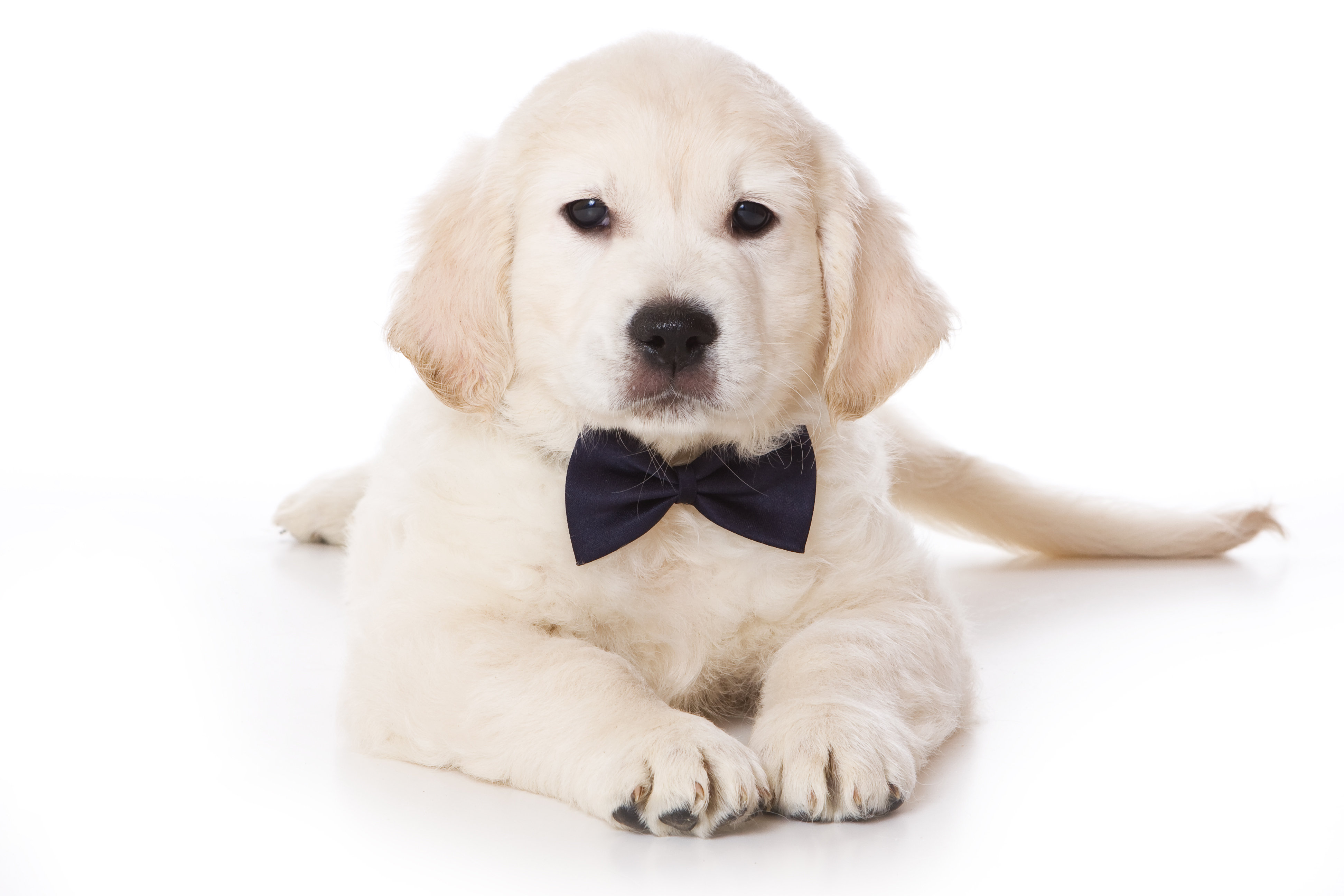 Ebern Designs Golden Retriever Puppy Wrapped Canvas Photograph Wayfair