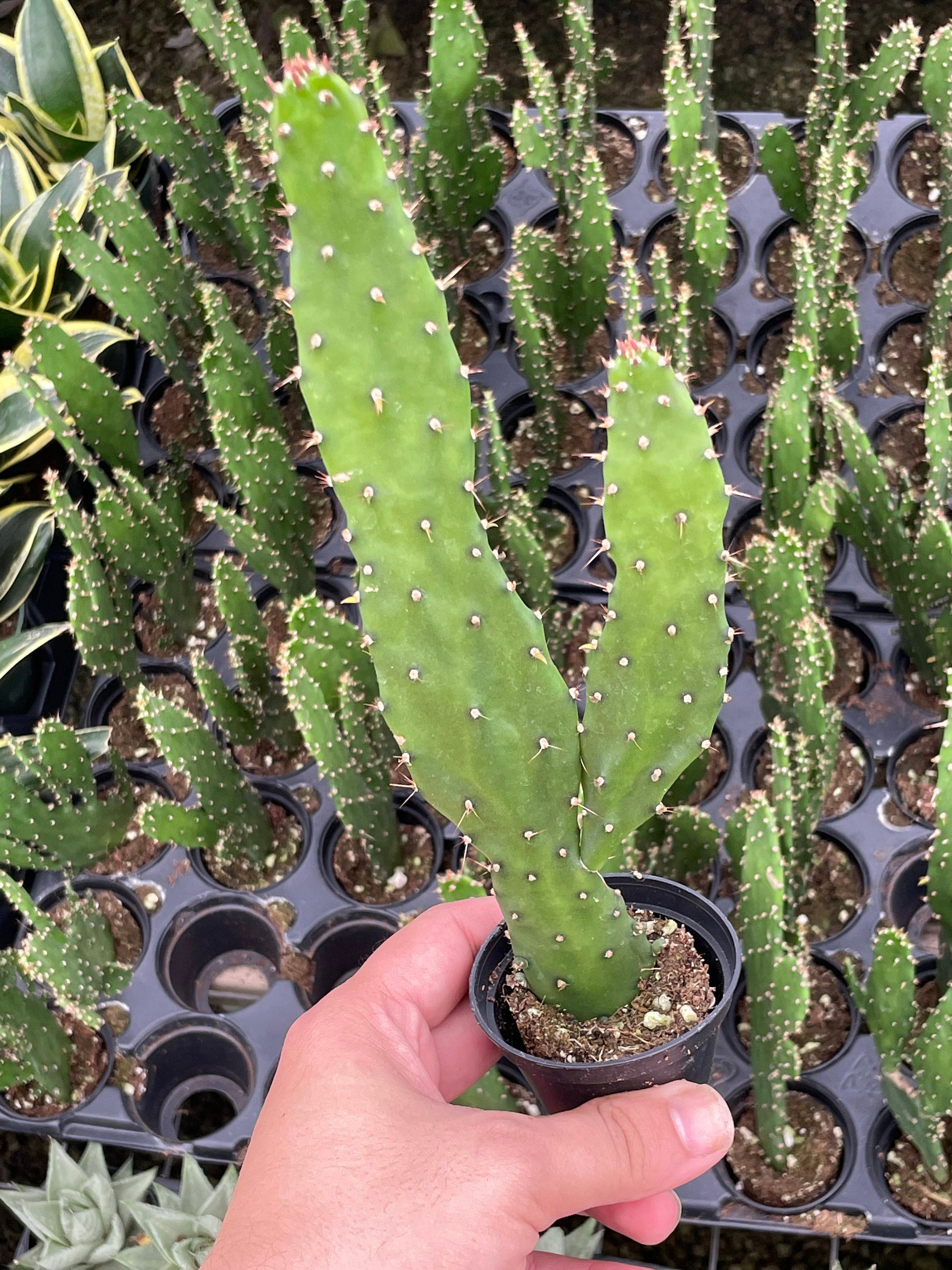 Florida House Plants Live Cactus Low Maintenance Plant in Pot Wayfair