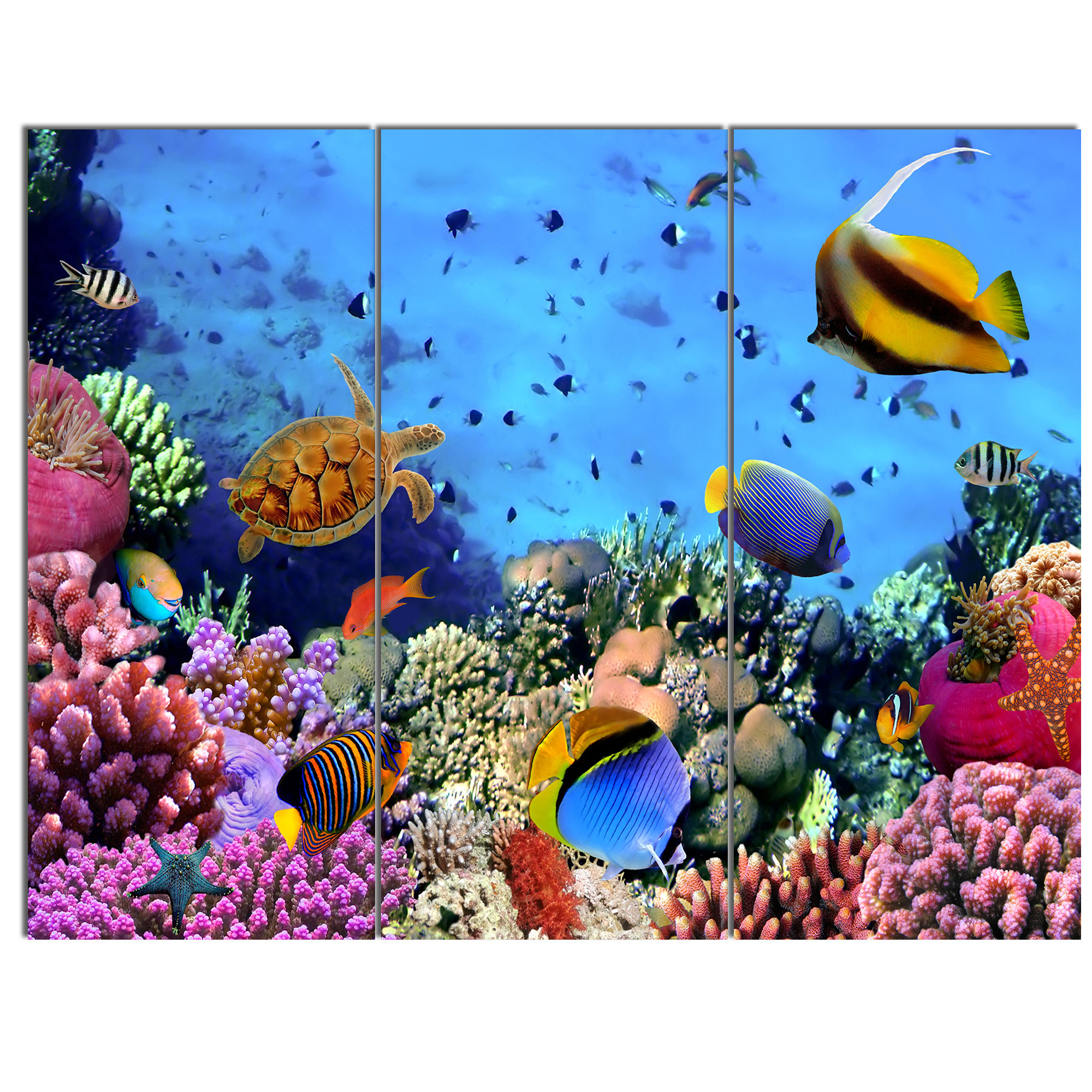 DesignArt Coral Colony On Reef Egypt - 3 Piece Wrapped Canvas Photograph |  Wayfair