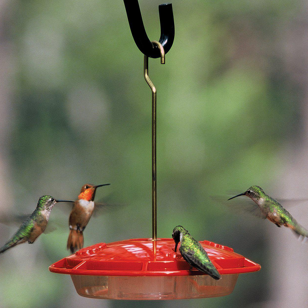 humming bird stuff