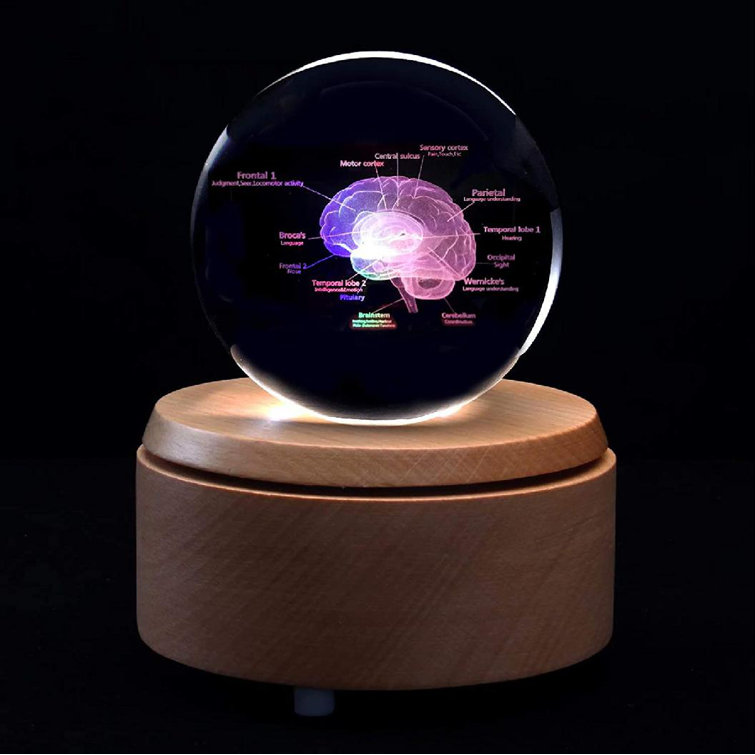 kungreatbig 3D Human Brain with Labels Anatomical Model Paper ...
