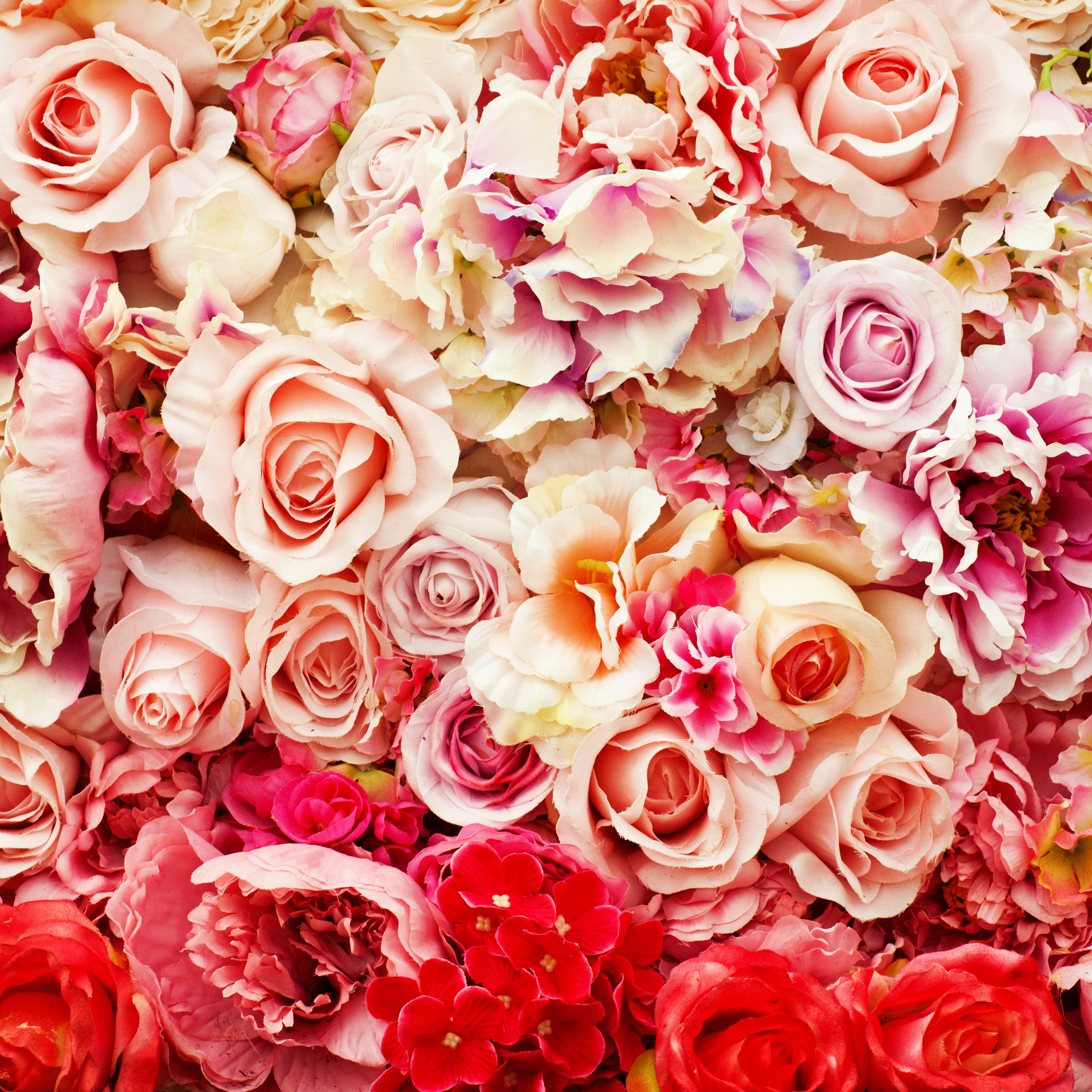 Mercer41 Rose Background Wayfair