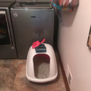 Petmate Basic Hooded Standard Litter Box & Reviews | Wayfair