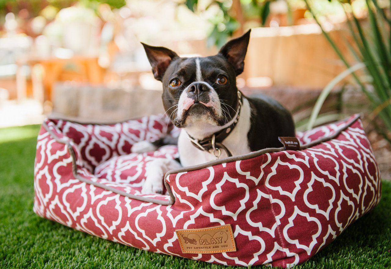 [BIG SALE] Dog Beds to Snuggle & Snooze You’ll Love In 2023 Wayfair