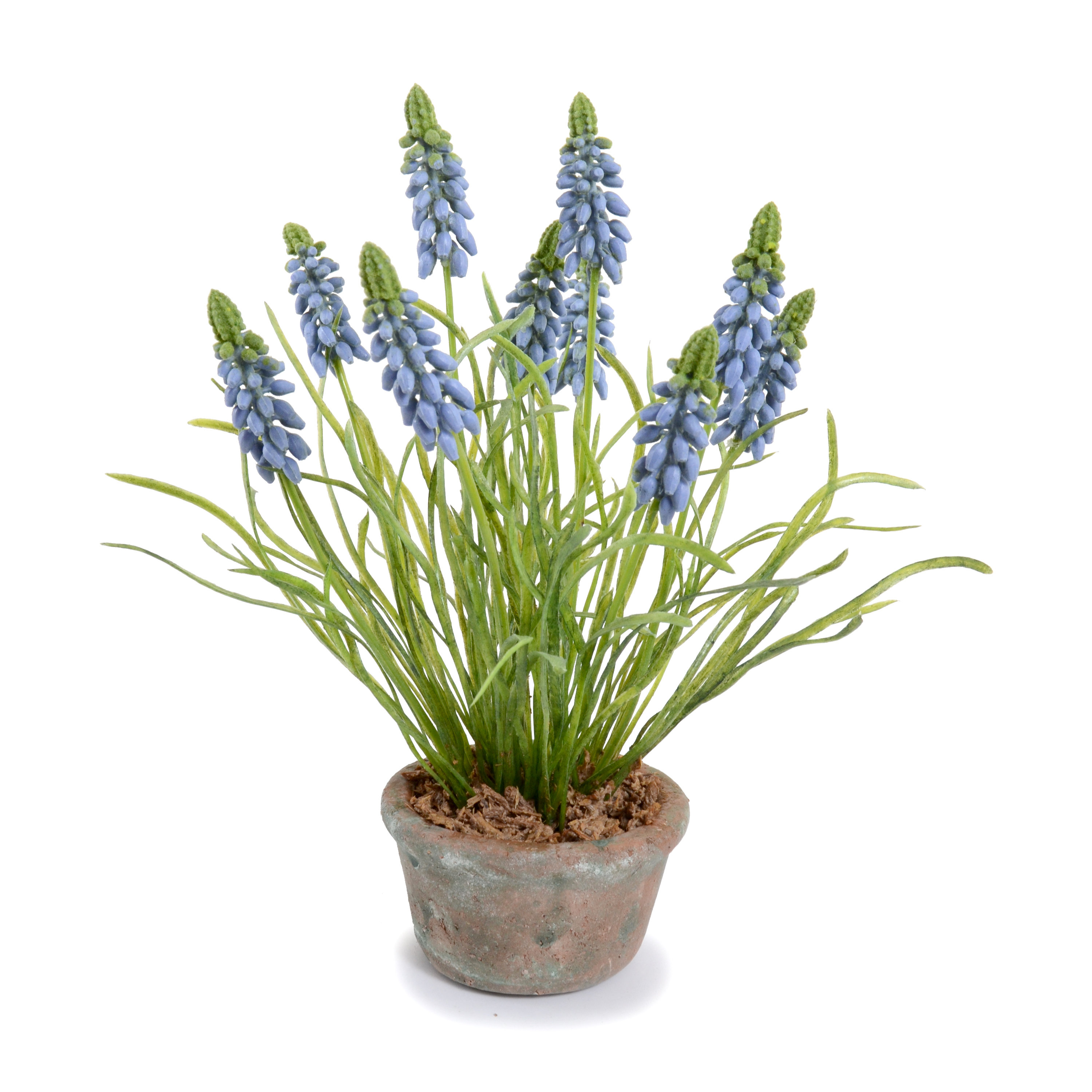 Ophelia Co Grape Hyacinth Floral Arrangement In Pot Reviews Wayfair Ophelia Co Grape Hyacinth Floral Arrangement In Pot Reviews Wayfair