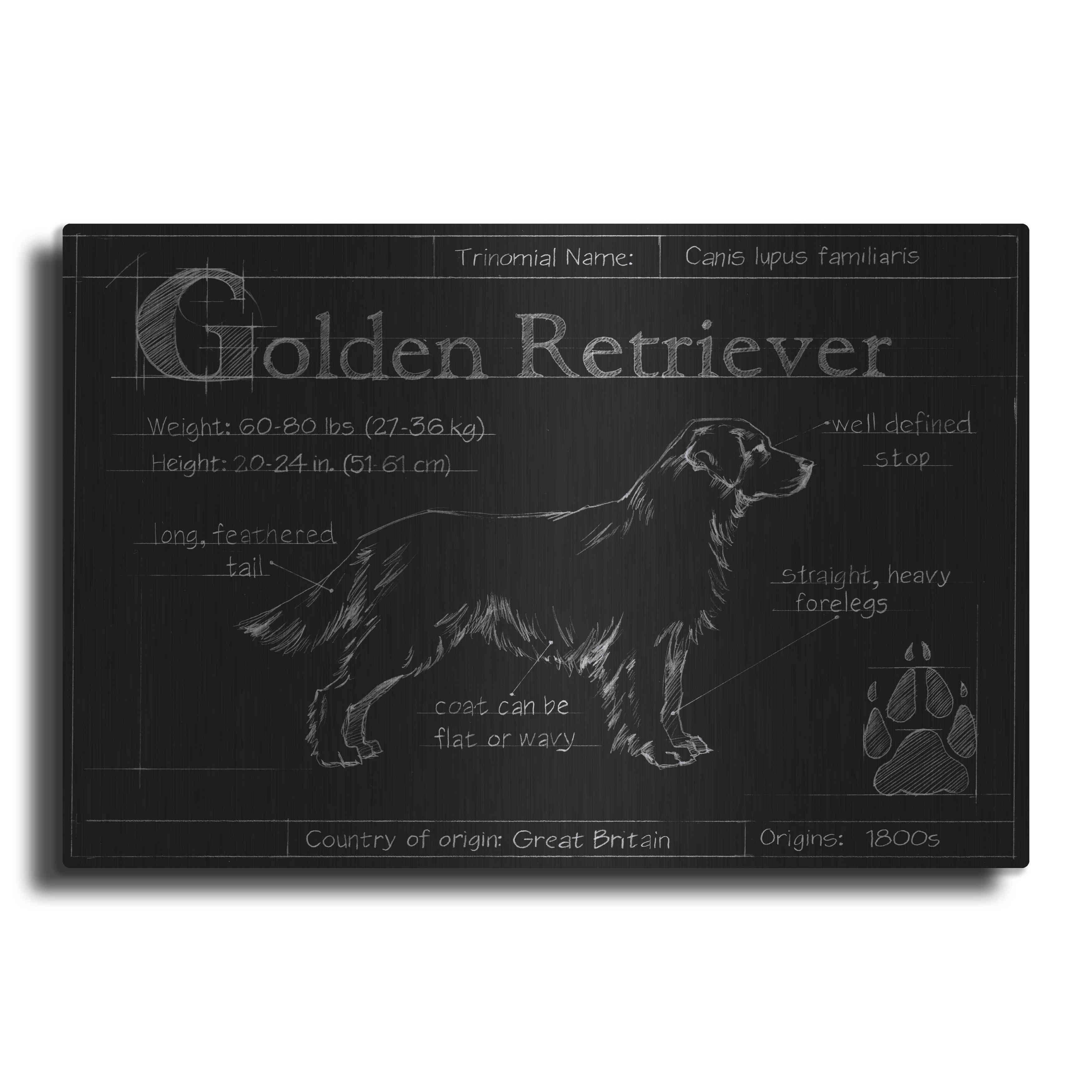 red-barrel-studio-luxe-metal-art-blueprint-golden-retriever-by-eth