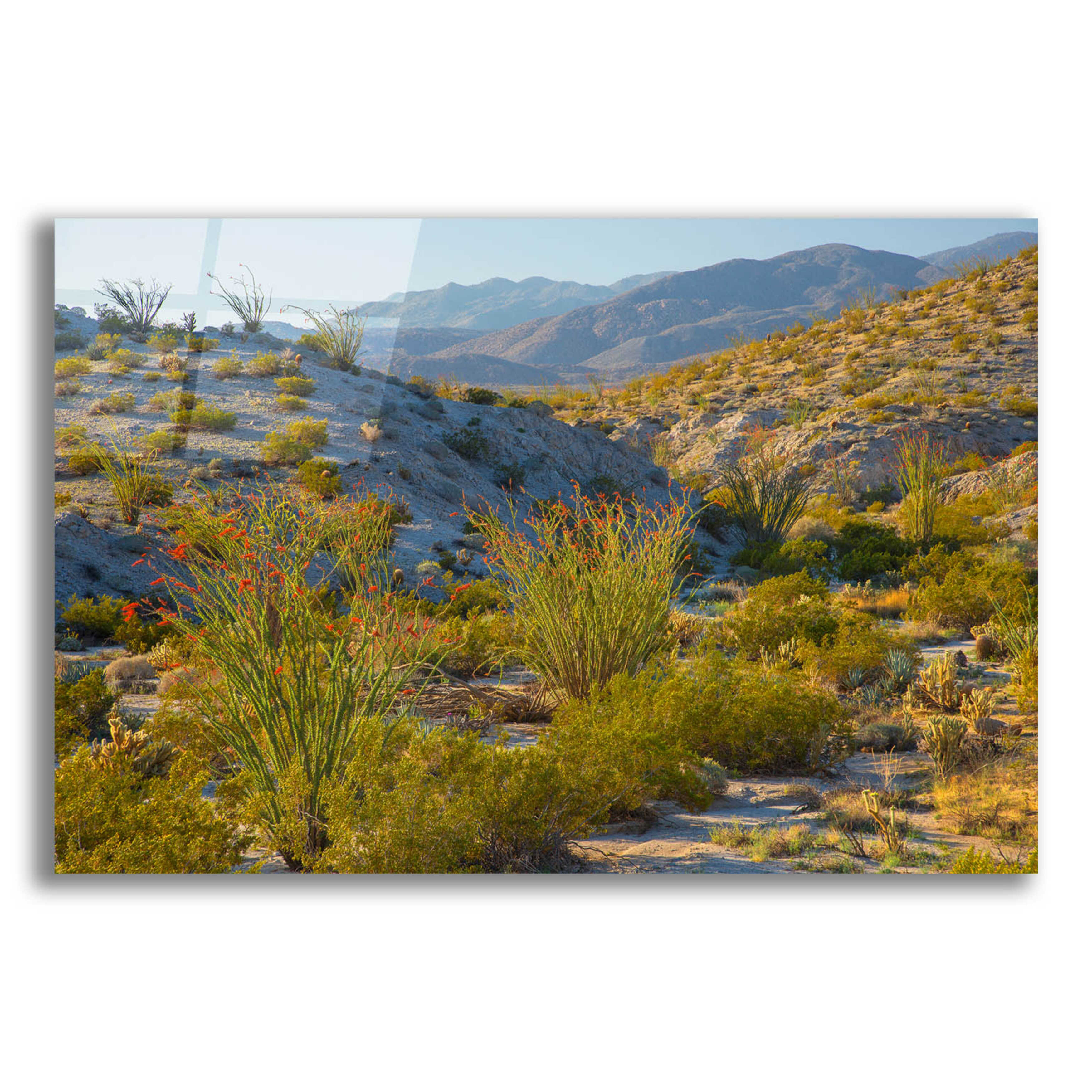 Red Barrel Studio® Desert Ocotillo Landscape by Unframed Print Wayfair