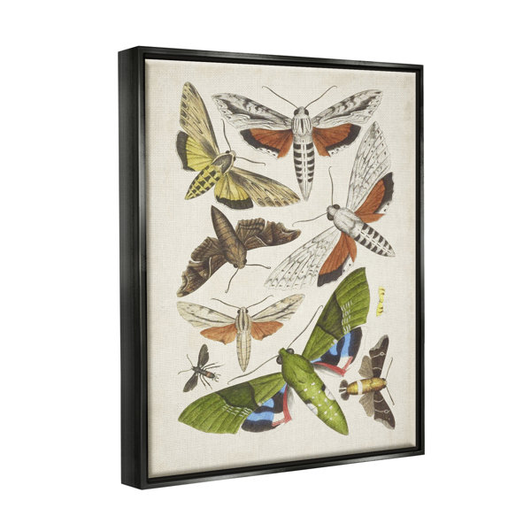 Dovecove Mixed Insects Moth Latin Studies by World Art Group - Painting ...