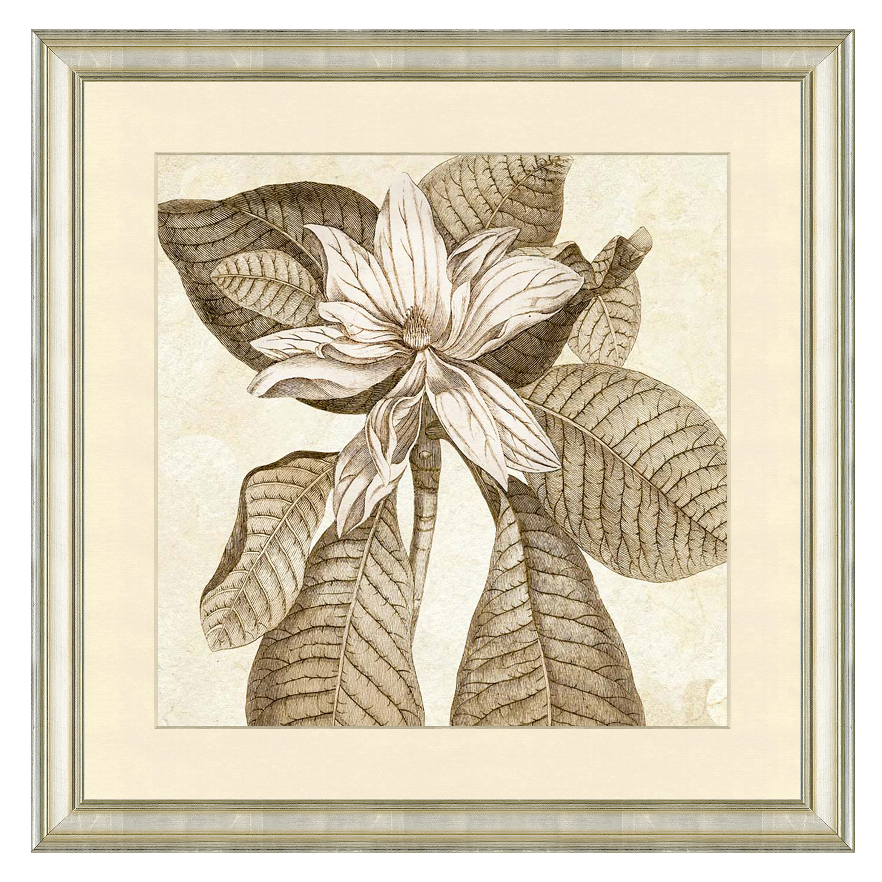 Alcott Hill® Botanical by Pierre Joseph Buchoz Picture Frame Print