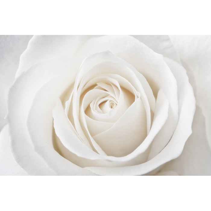 Mercer41 Perfect White Rose - Wrapped Canvas Photograph | Wayfair